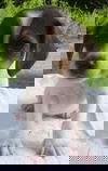 Janet Lennon