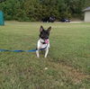 Jack Rabbit *LOCAL*