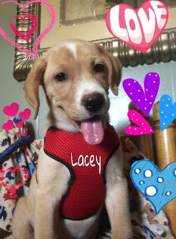 Lacey *LOCAL*