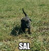 Sal Grits *LOCAL*
