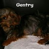 Gentry *MEET ME!*