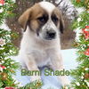 Barni Shade