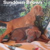 Jackson Brown