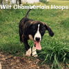 Wilt Chamberlain Hoops *LOCAL*