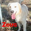 Zeus