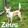 Zeus (Love) *LOCAL*