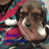 Beast Fairy Tale