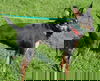 Skeeter Terrier *LOCAL*