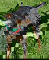 Skeeter Terrier *LOCAL*
