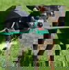 Skeeter Terrier *LOCAL*