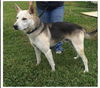 Balto *LOCAL*