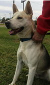 Balto *LOCAL*