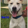 Balto *LOCAL*