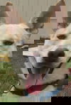 Balto *LOCAL*