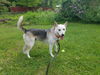 Balto *LOCAL*