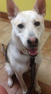 Balto *LOCAL*