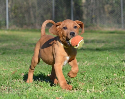 Captain Von Trapp