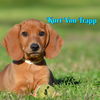 Kurt Von Trapp