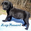Kujo Pleasant *LOCAL*