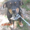 Kimba Pleasant *LOCAL*
