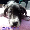 Zack Cain
