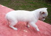Lacy Lucky