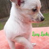 Lacy Lucky