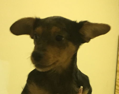 Maddie MooMoo