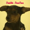 Maddie MooMoo