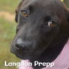 Langdon Prepp *LOCAL*