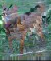Ghingas *LOCAL*
