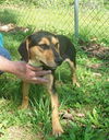 Bailey *LOCAL*