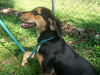 Bailey *LOCAL*