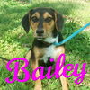 Bailey *LOCAL*