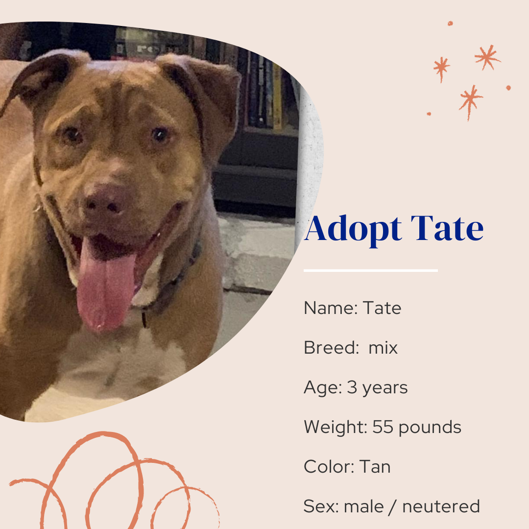 adoptable Dog in Naples, FL named Tate