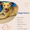 adoptable Dog in  named Clover