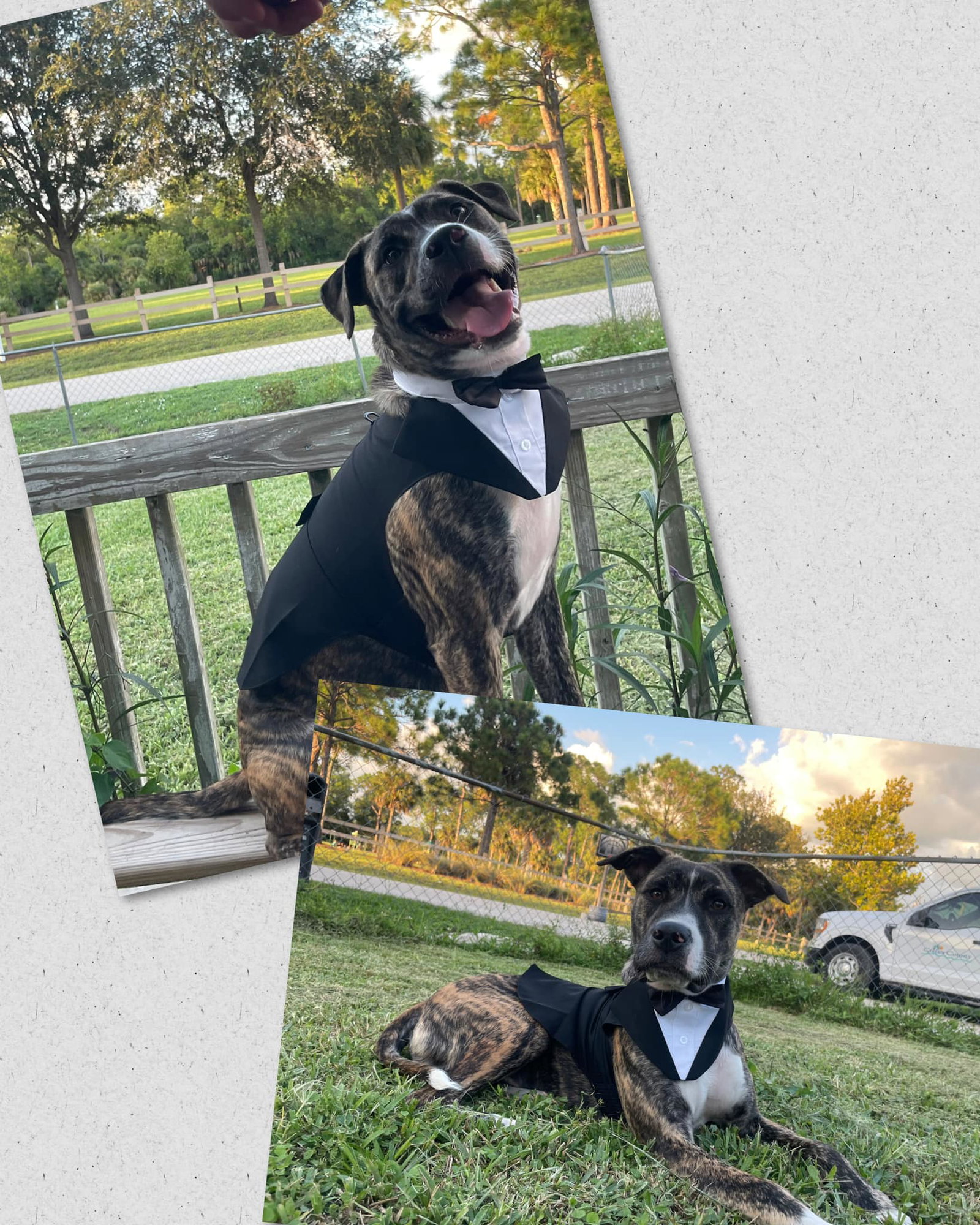 Dog adoption in Naples, FL 34116 Unknown breed Dog "Coby"