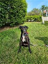 adoptable Dog in naples, FL named Cole