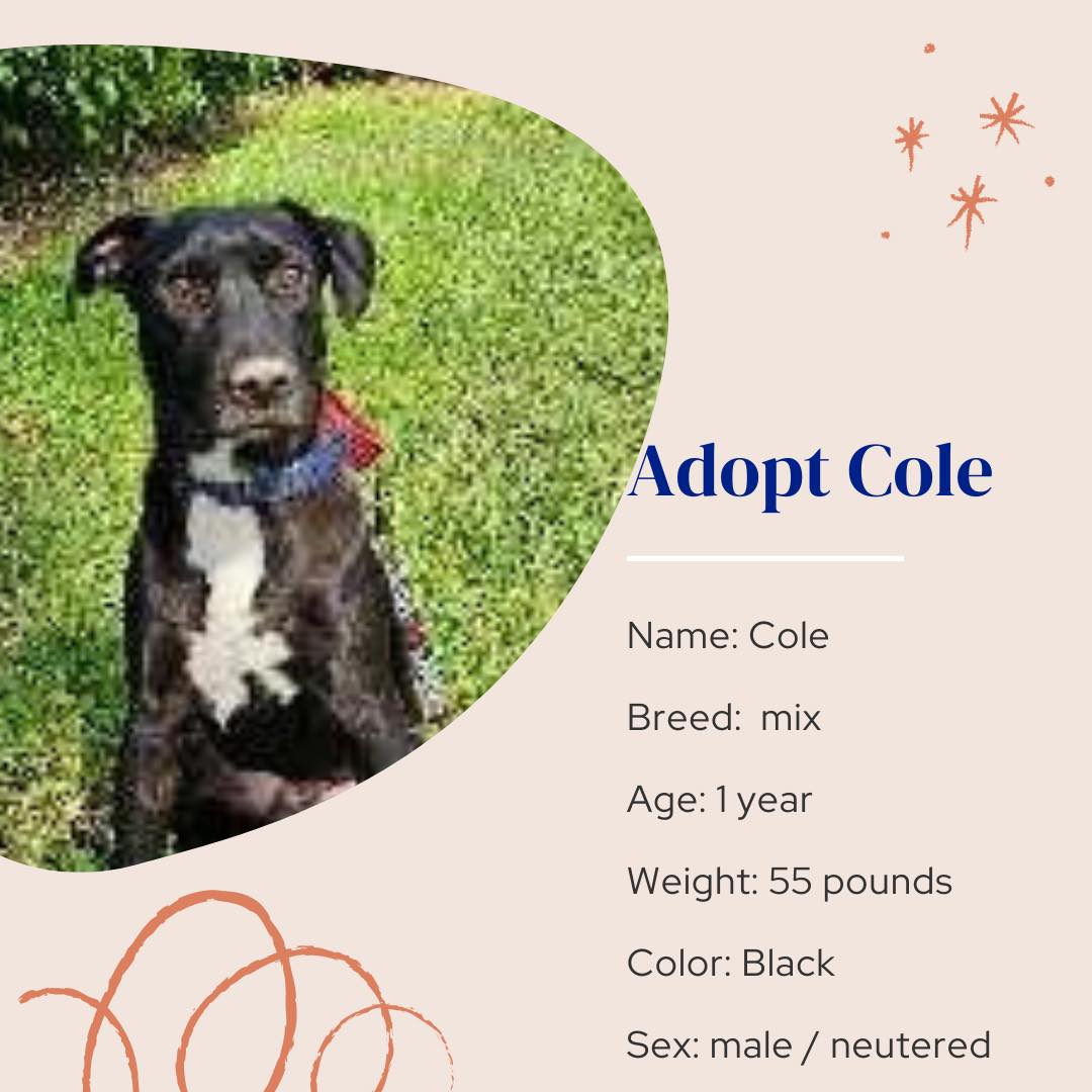 adoptable Dog in Naples, FL named Cole