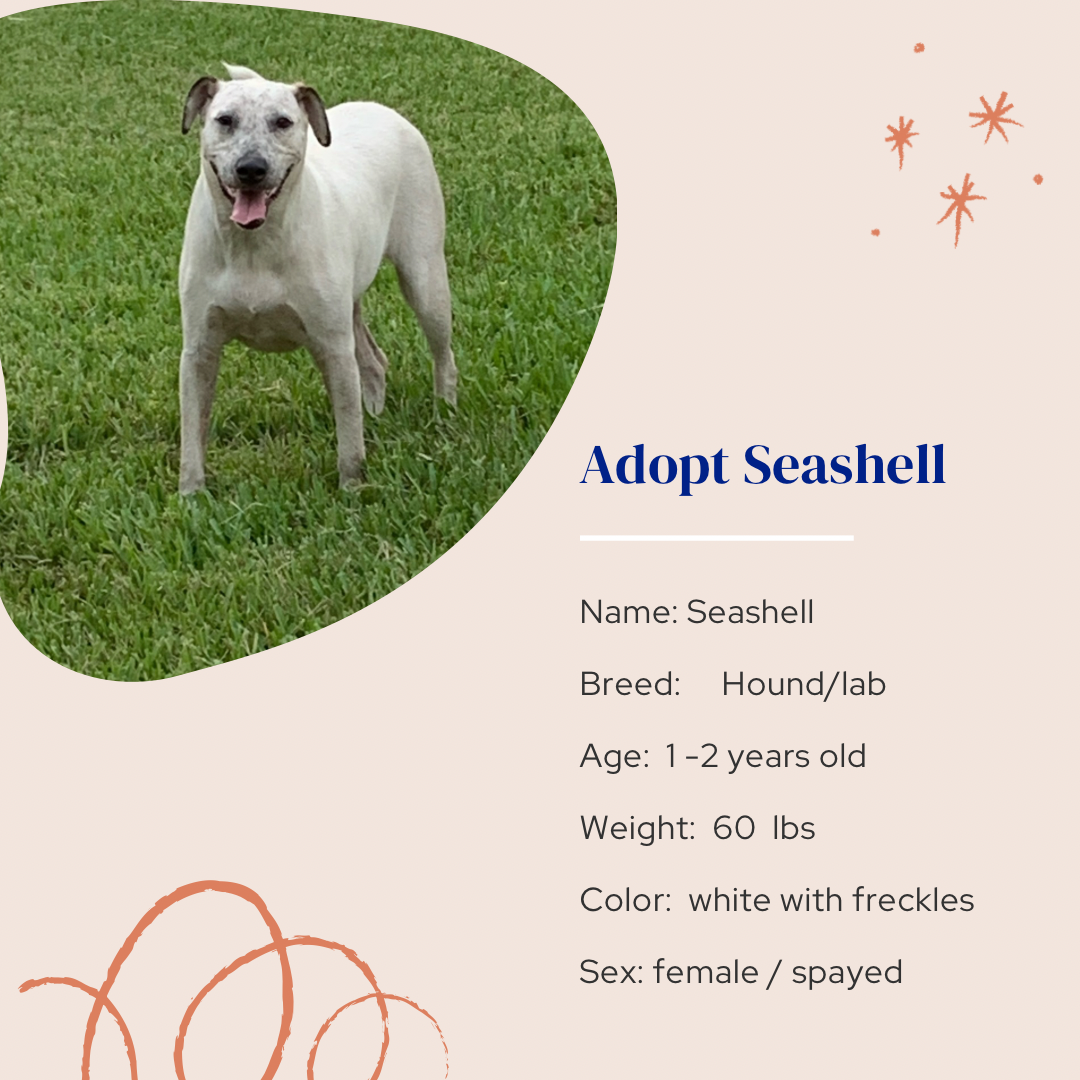 adoptable Dog in Naples, FL named Seashell