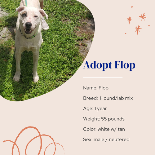 Photo 3 of Flop
