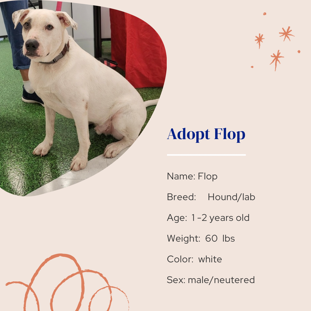 adoptable Dog in Naples, FL named Flop