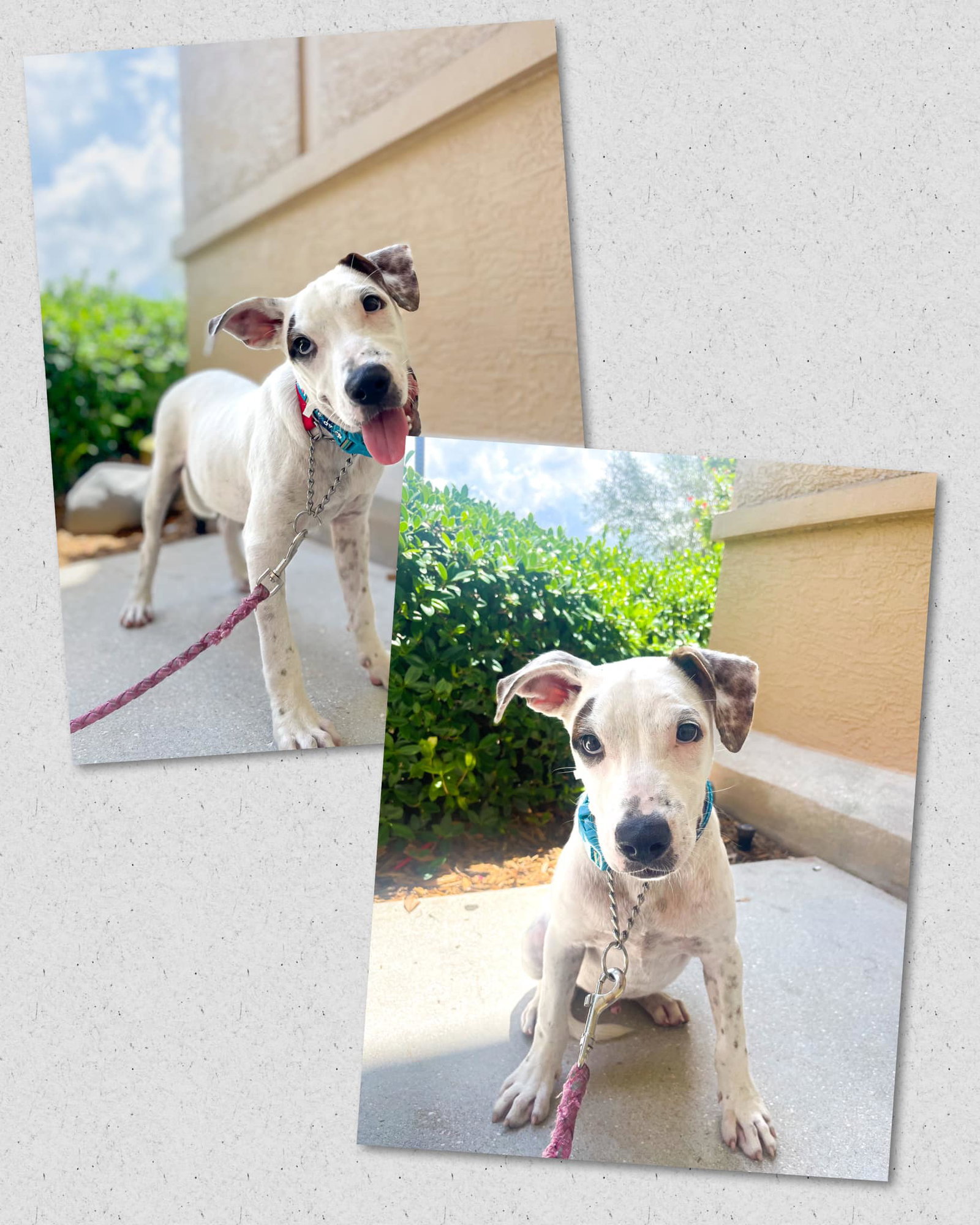 Dog adoption in Naples, FL 34116 Unknown breed Dog "Coast"