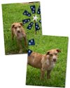 adoptable Dog in  named Sandy