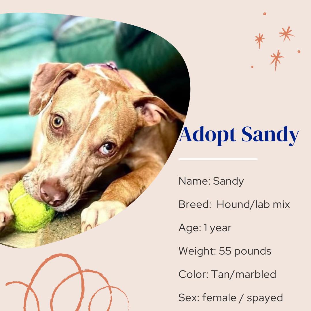 adoptable Dog in Naples, FL named Sandy