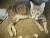 adoptable Cat in naples, FL named Titanium
