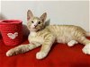 adoptable Cat in naples, FL named Bandit