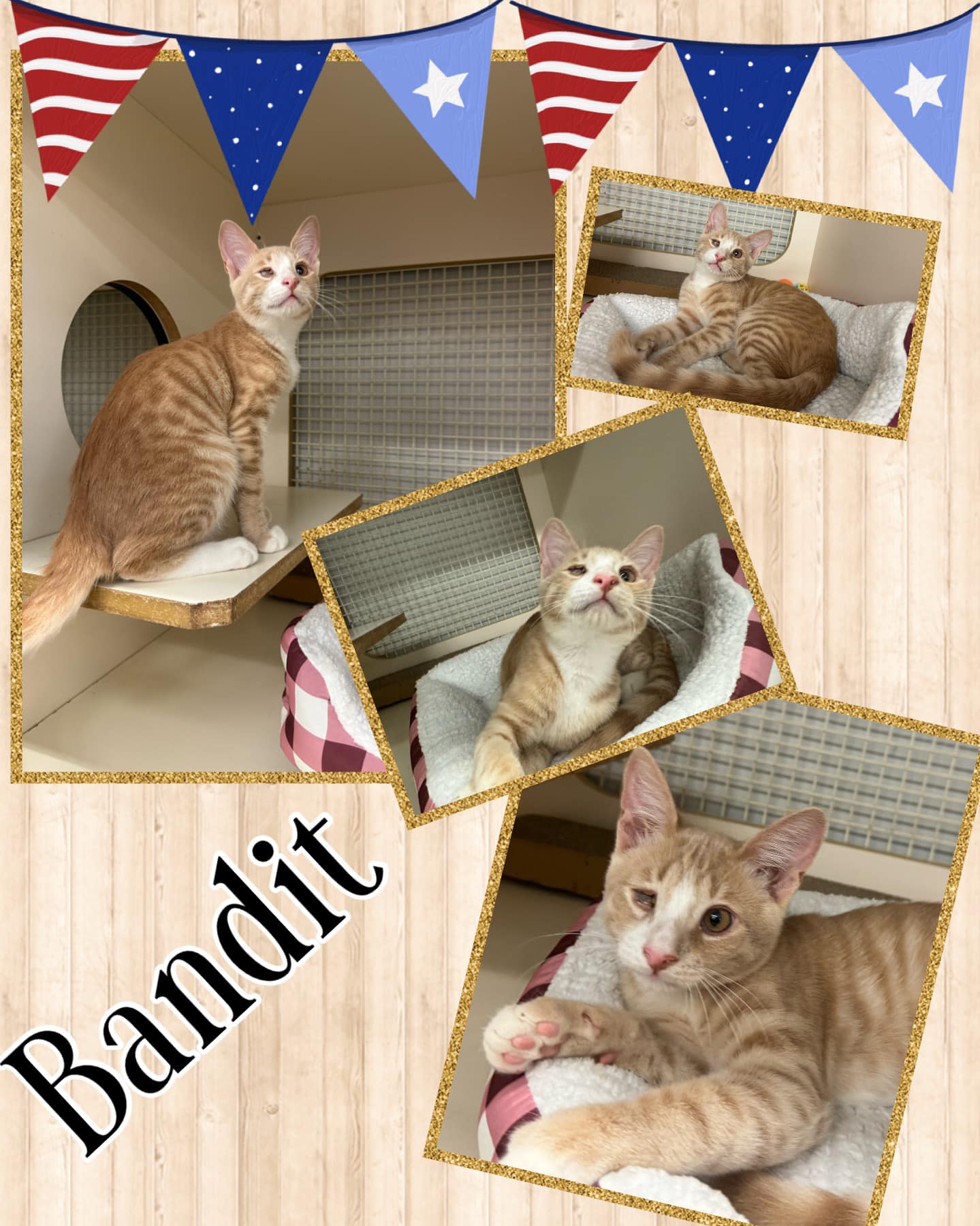 adoptable Cat in Naples, FL named Bandit