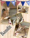 adoptable Cat in Naples, FL named Bandit