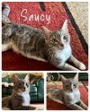 adoptable Cat in naples, FL named Saucy
